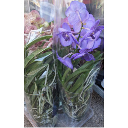 Орхидея Ванда (Vanda) в стъклена кашпа