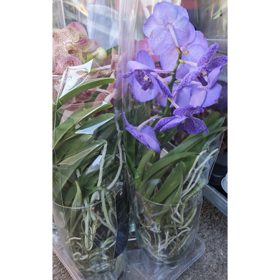 Орхидея Ванда (Vanda) в стъклена кашпа Орхидея Ванда (Vanda) в стъклена кашпа