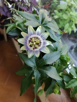 Пасифлора (Passiflora caerulea)