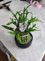 Драцена Бамбук (Dracaena Sandriana)