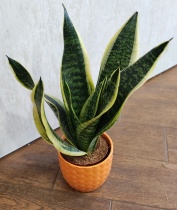 Сансевиера (Sansevieria)