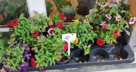 Калибрахое (Calibrachoa)